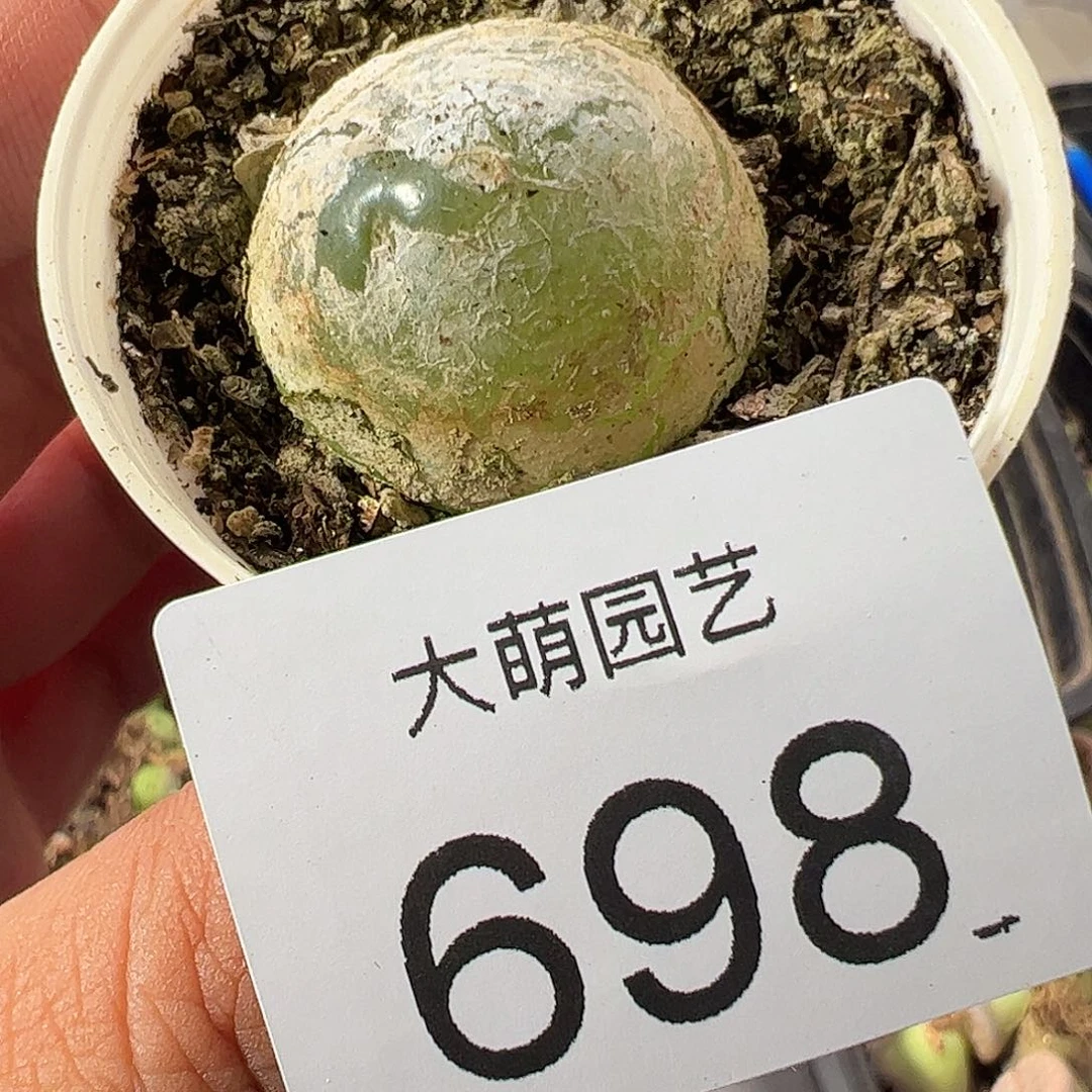 一物一拍，。       698