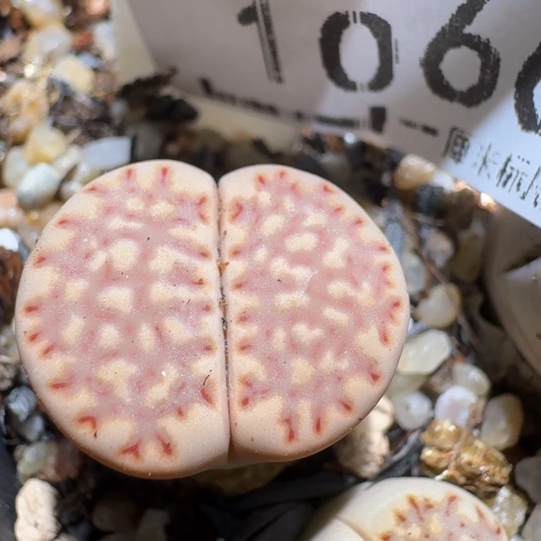 zzzz好货也清仓1066