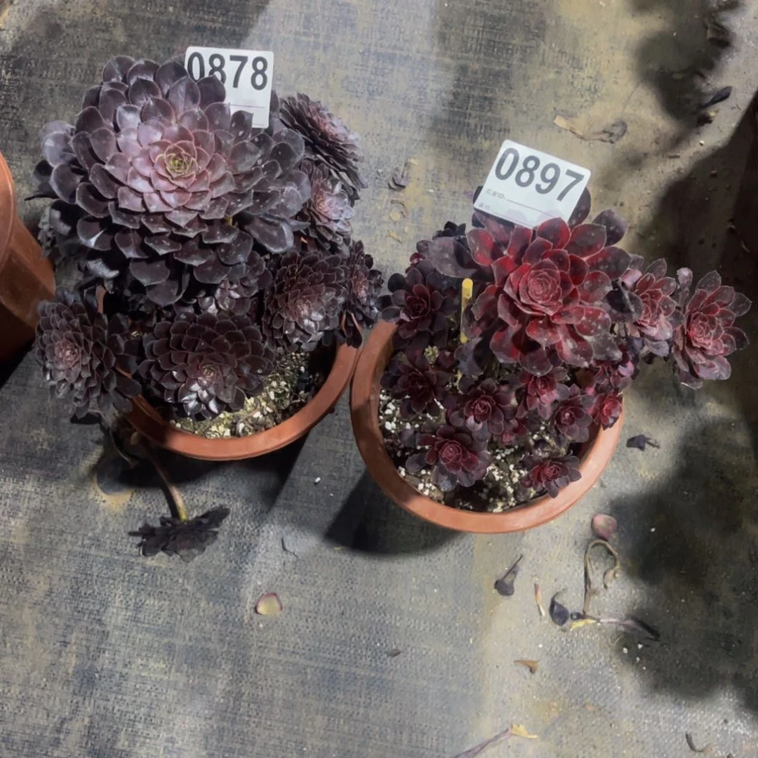 晚***点1组合878香袋儿897