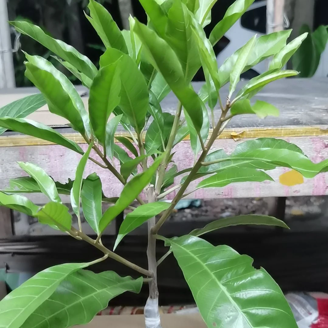 勇***胜当前无花栽培后可以开花