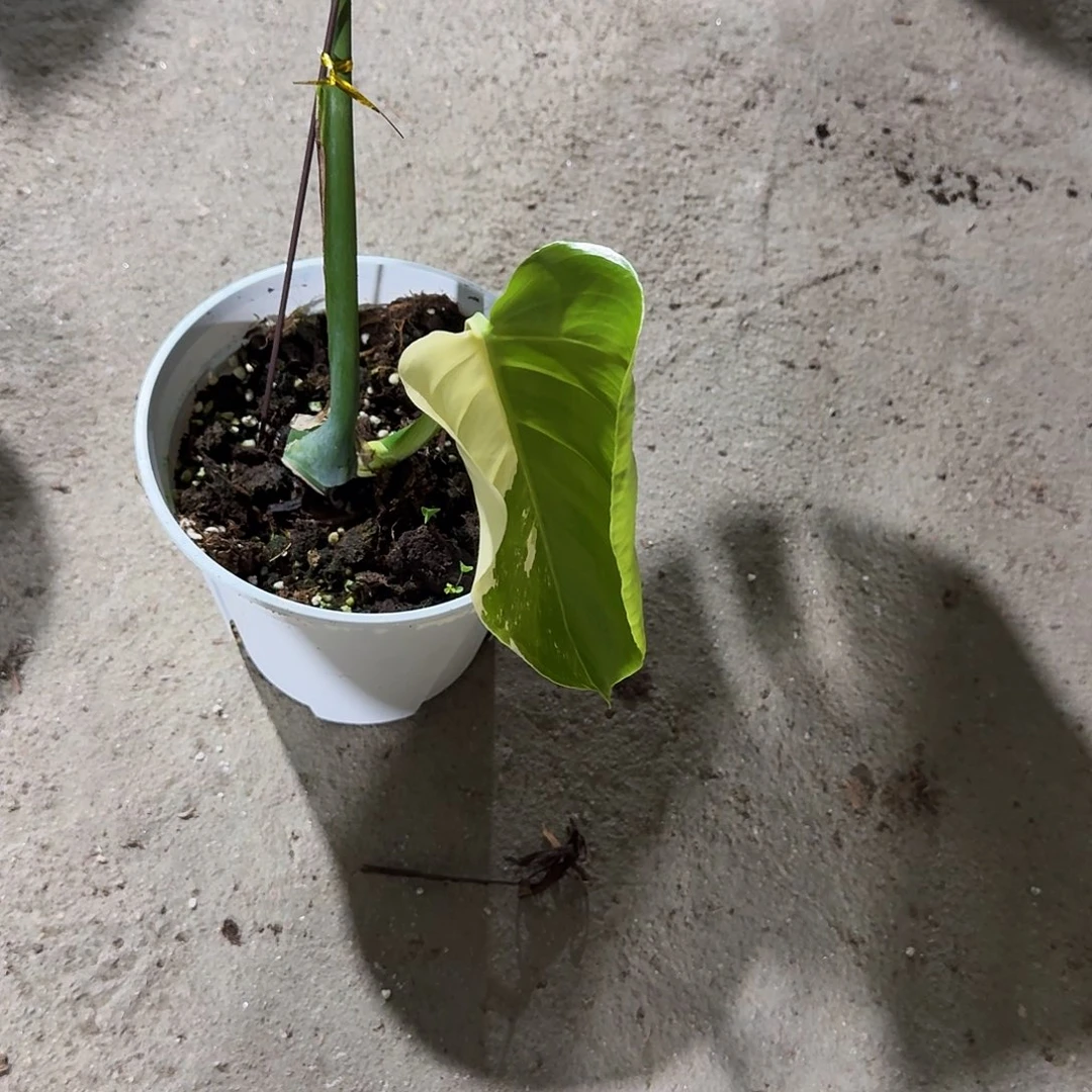 ****嘎无花朵龟背竹植物一物一拍