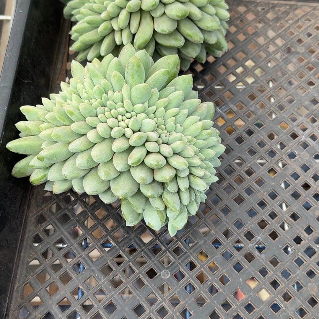 繁***肉41 号大叶奶塔缀化 2 颗多肉植物