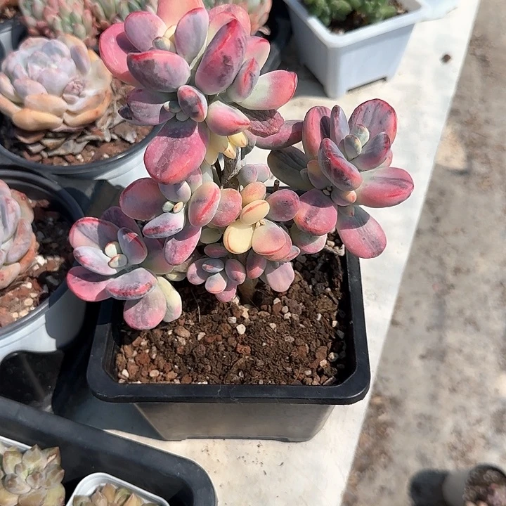 爱*青蛙王子儿童牙膏111