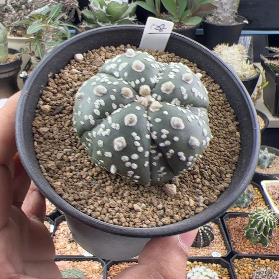复棱兜实生5.2一物一拍