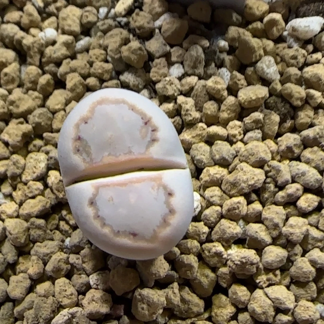 12.18。     217饼干。    2037