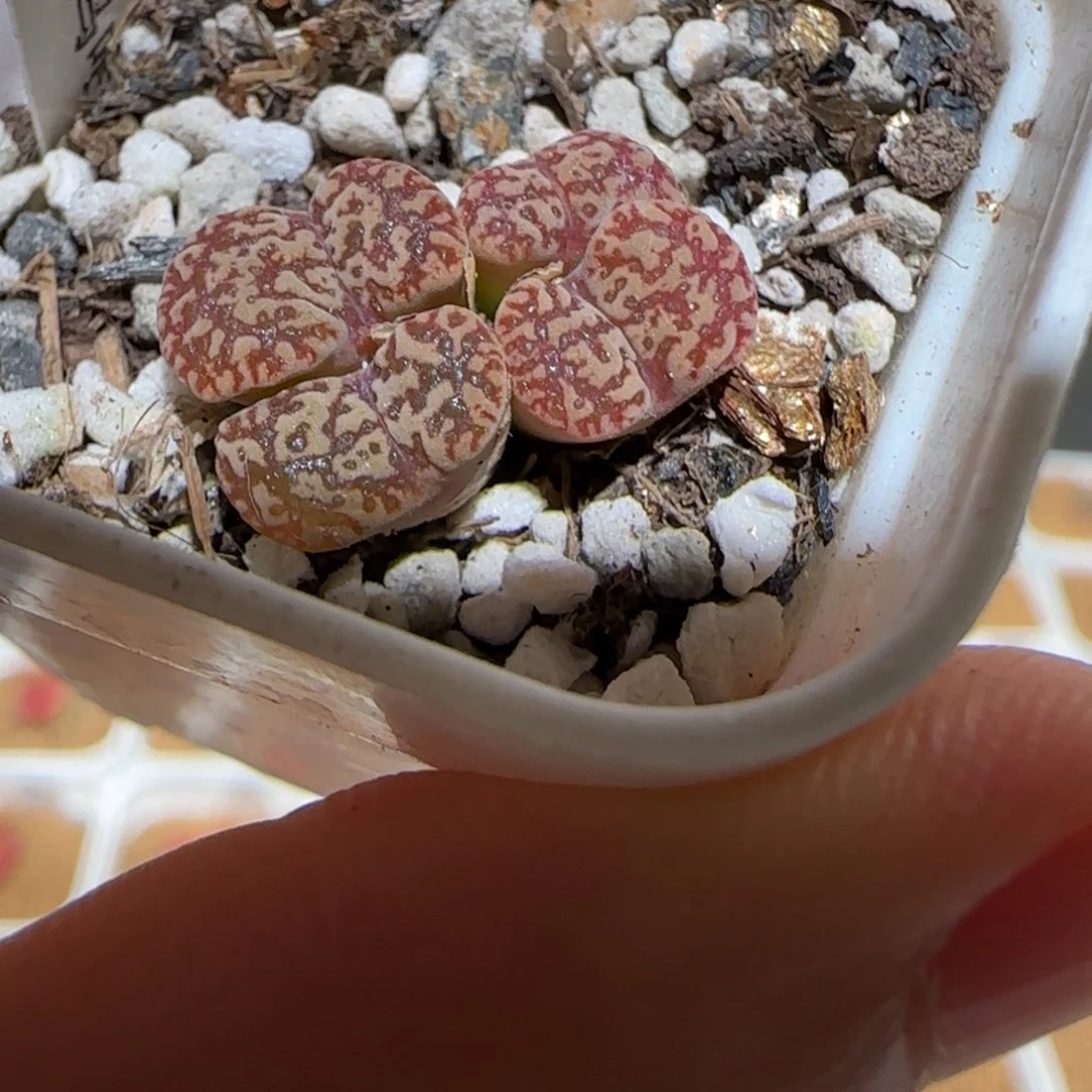 肉锥多肉植物百科-鸟哈尼934