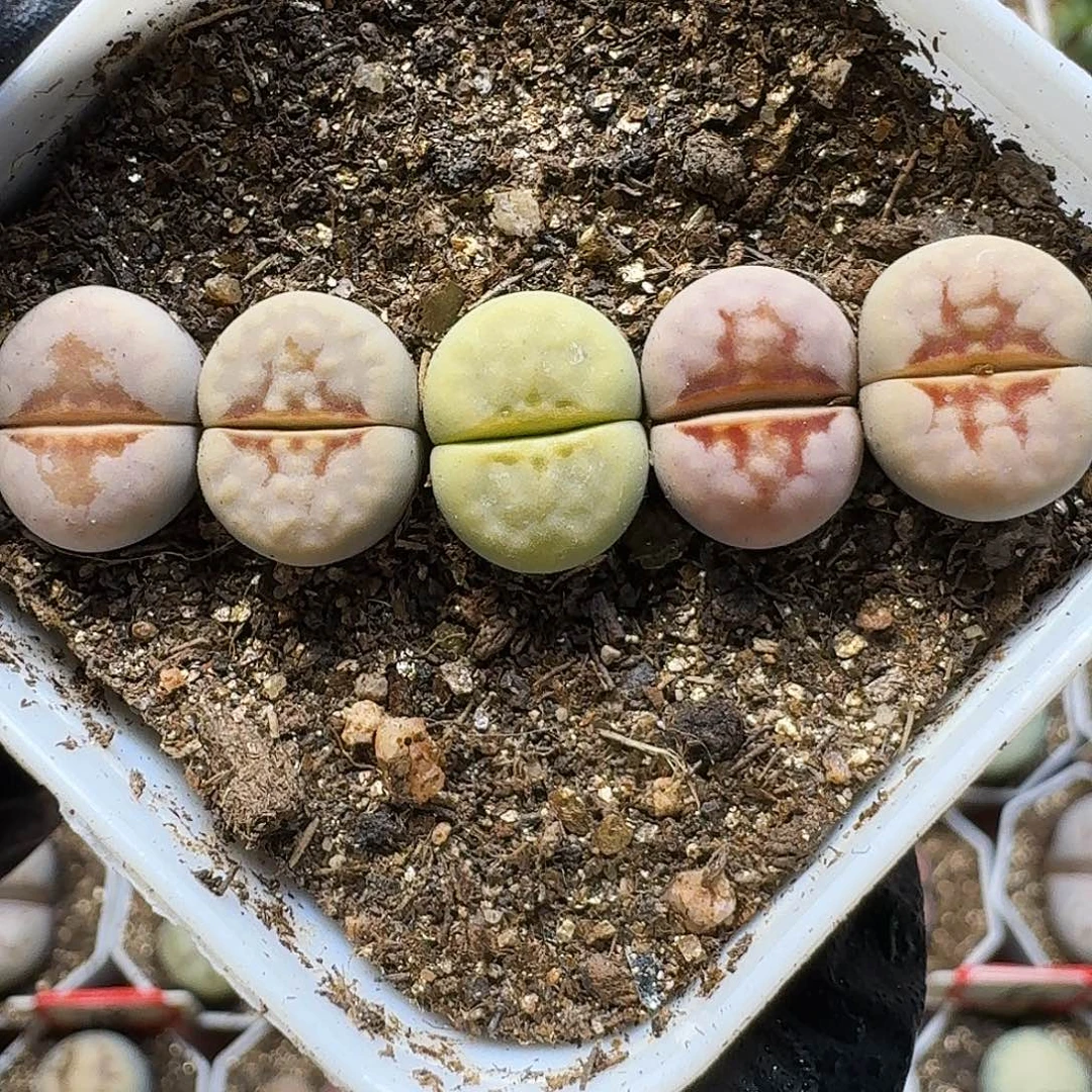 生石花11111。    205