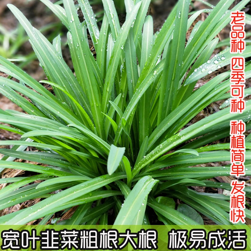 贵州宽叶韭菜根大叶韭菜根食用山韭老品种四季好种绿植撇菜苤菜根