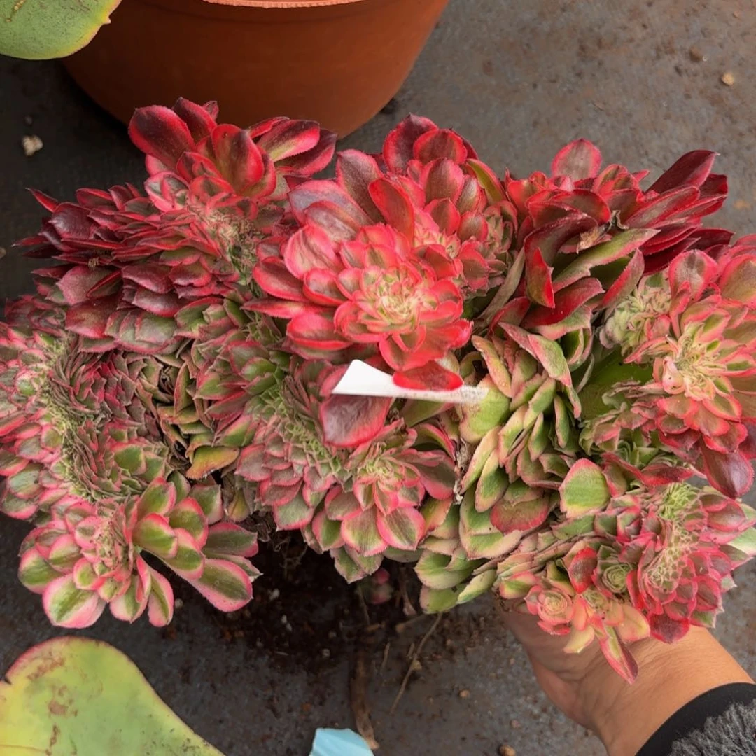 155多肉植物倾城缀