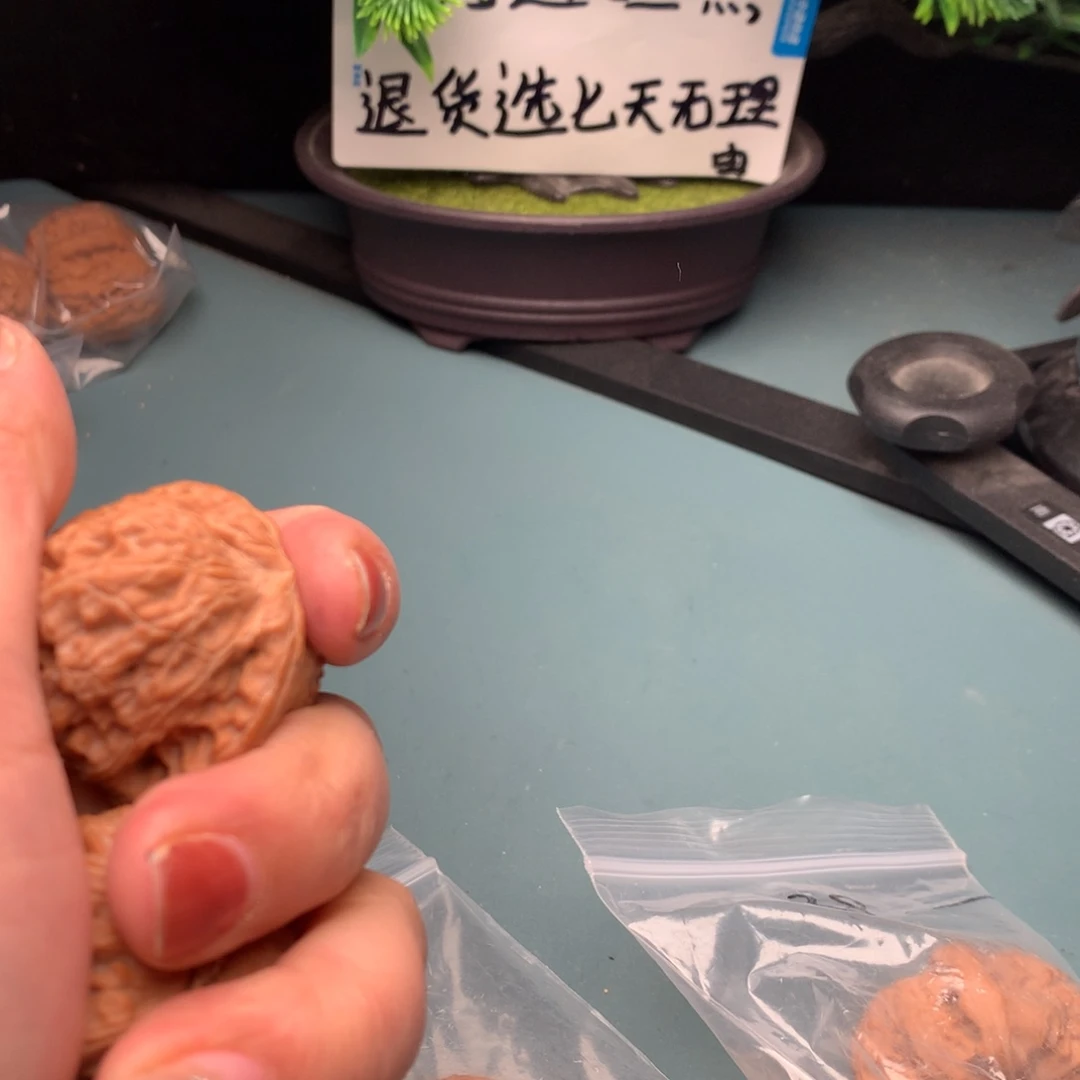 文玩核桃把件白狮子3839