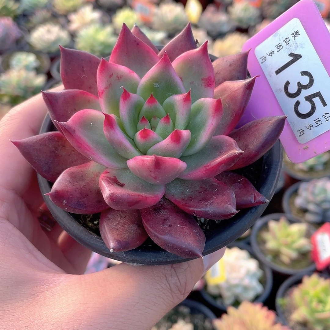 135号超佛多肉植物