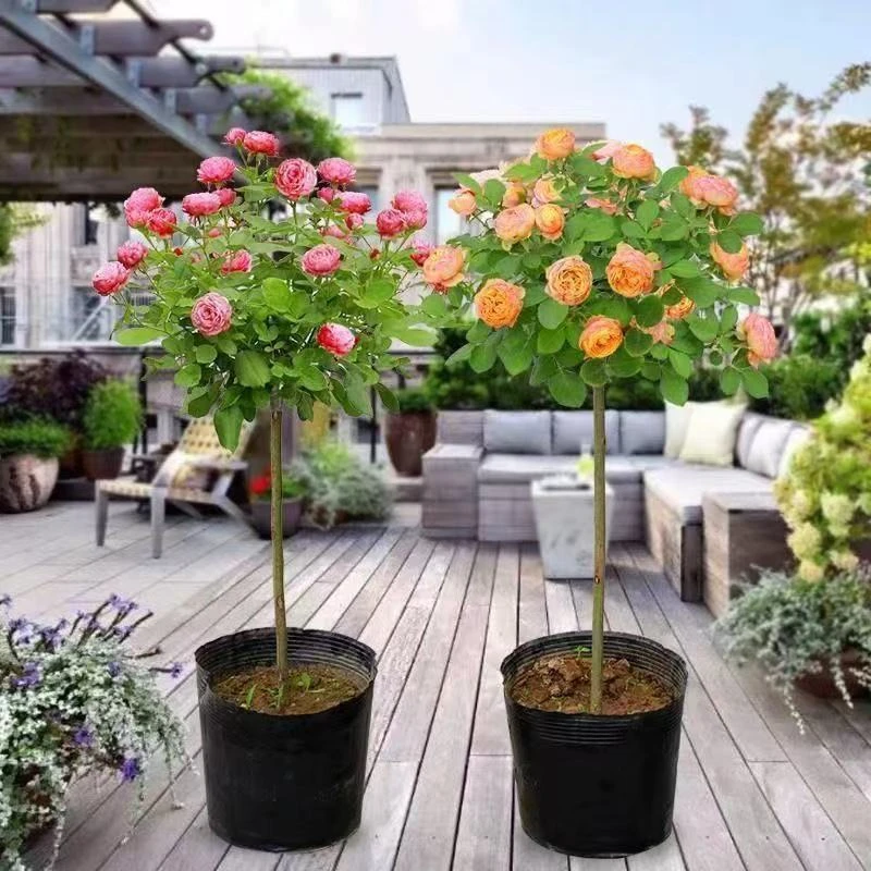 棒棒糖月季花大花月季花卉玫瑰四季开花庭院阳台地栽带花