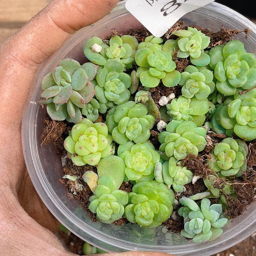 多肉植物多肉植物841