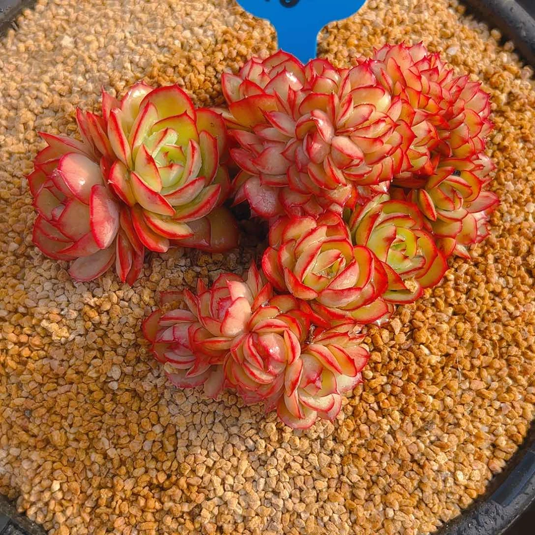 T**a牡丹亭缀186号一物一拍