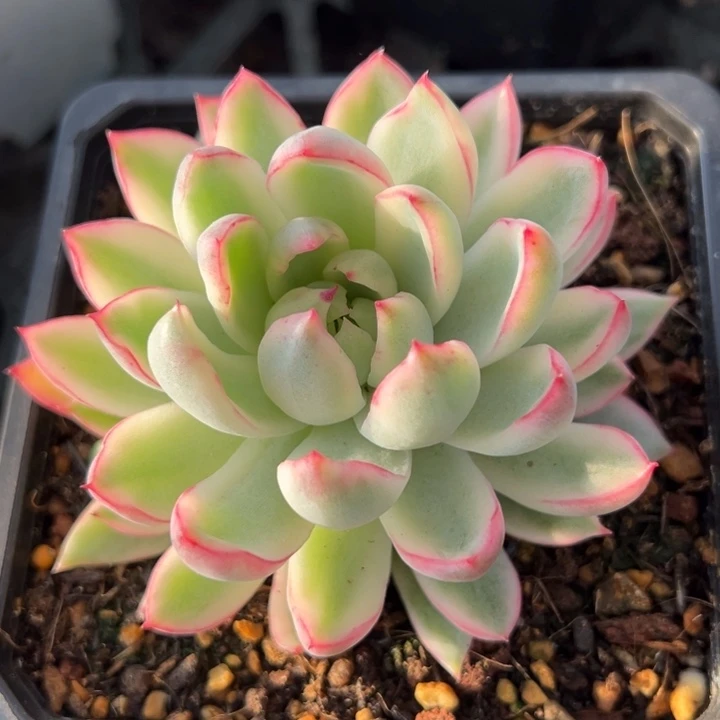 新奇兵锦一物一拍锦龙