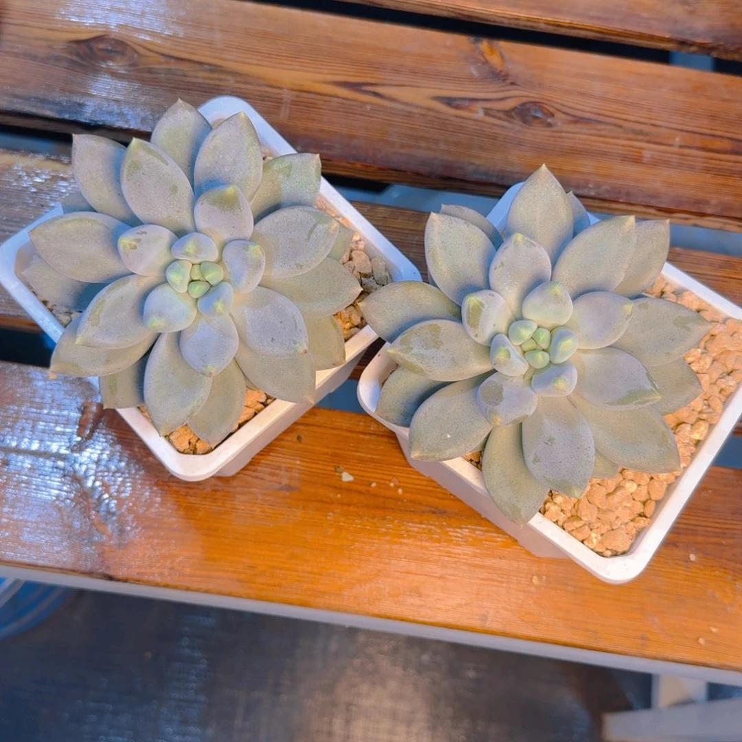 茉****沫沫发货11111111111111