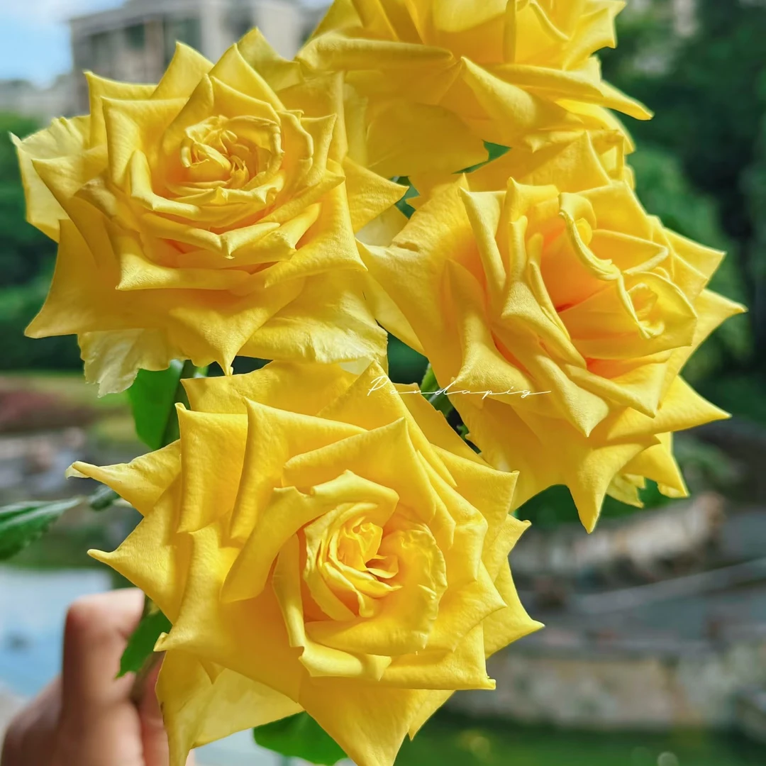 【锦瑟年华18枝+2枝防损】三扎包邮 低温拍保温棉否则冻坏不售后