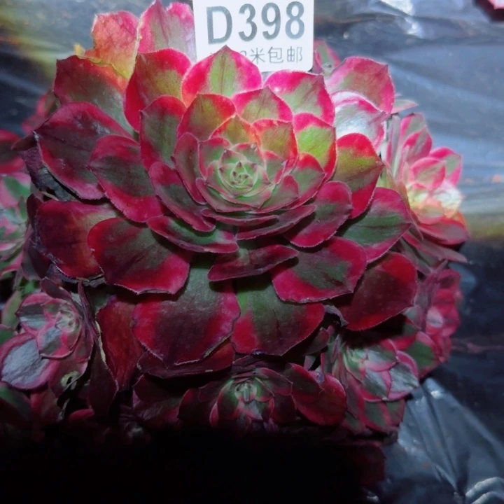 多肉法师淘宝福利