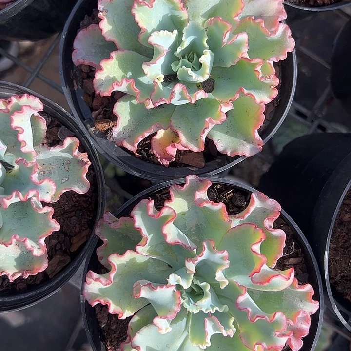 水瓶座多肉植物精品