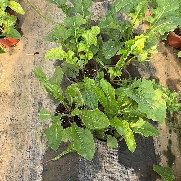 无花朵下播福利 春天2水蜜桃2哪吒2