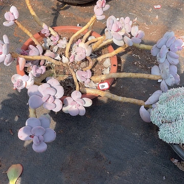 780大叶奶 一物一拍多肉