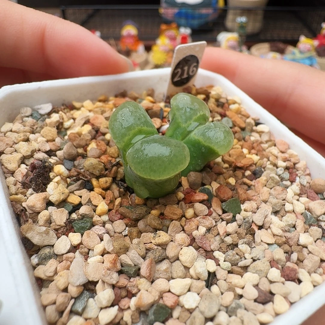 多肉植物福利风铃216
