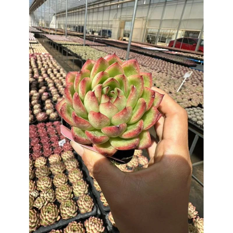 7#红楼 多肉植物   前男友精品多肉A490