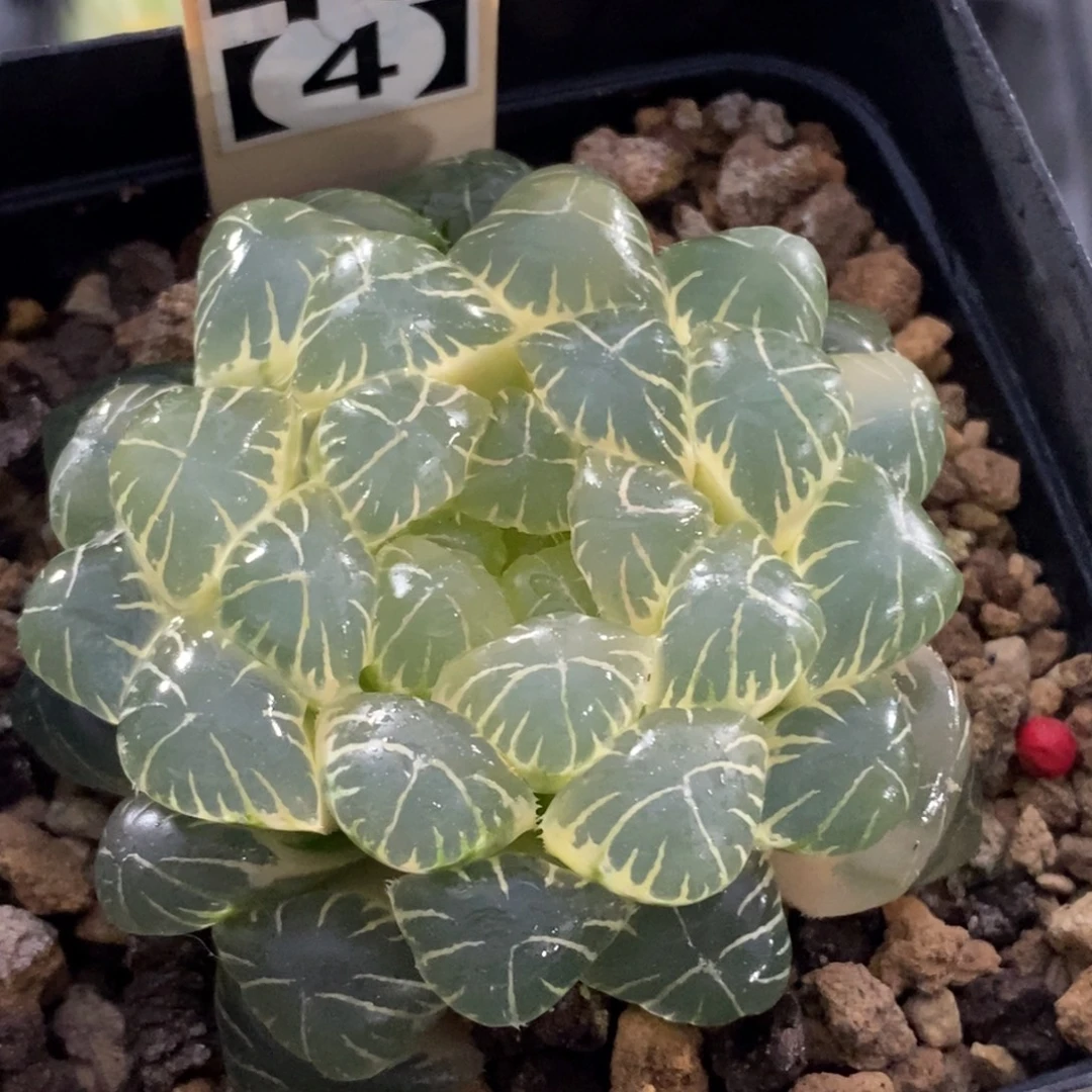 40-4湖斑湖水玉露jin