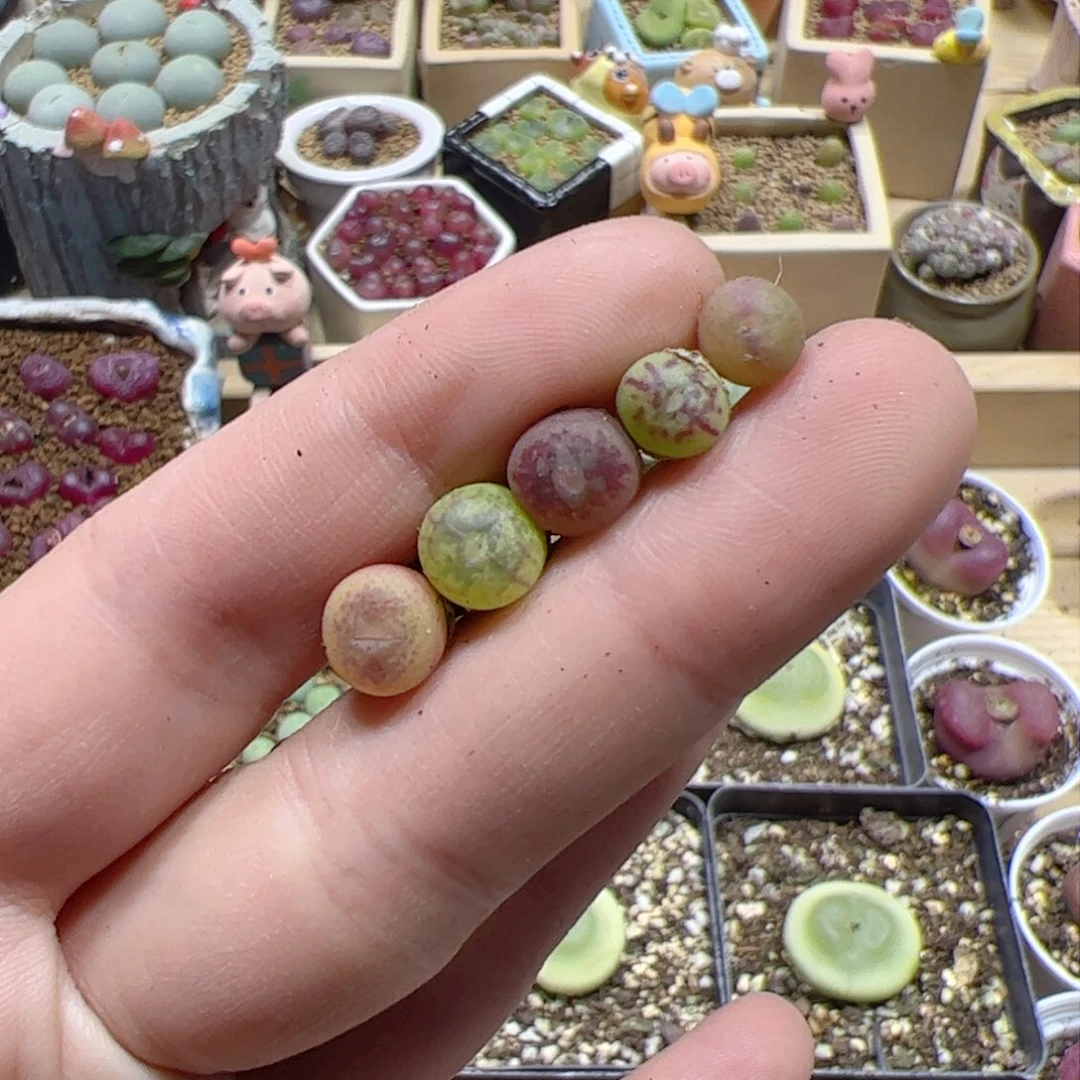 【闪购商品】357 变异