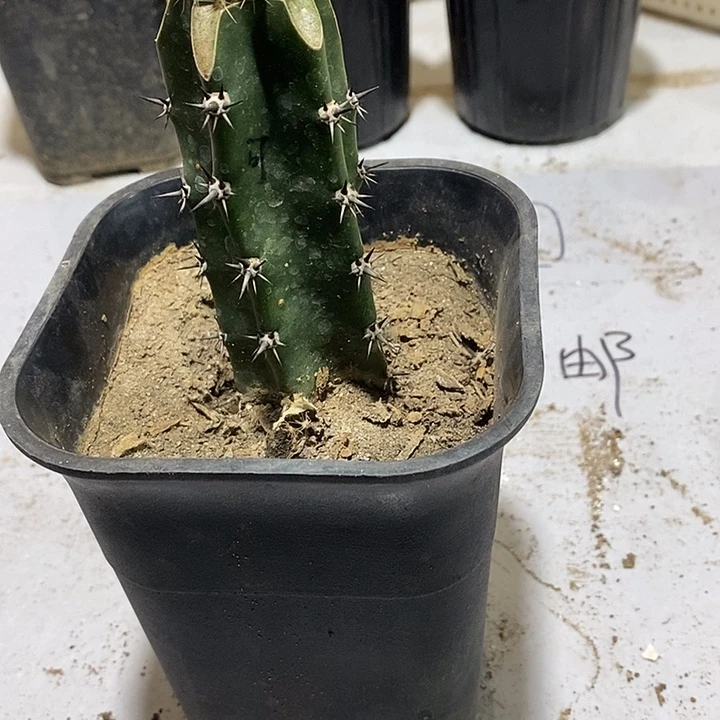 静***景袖铺柱嫁接洛可可