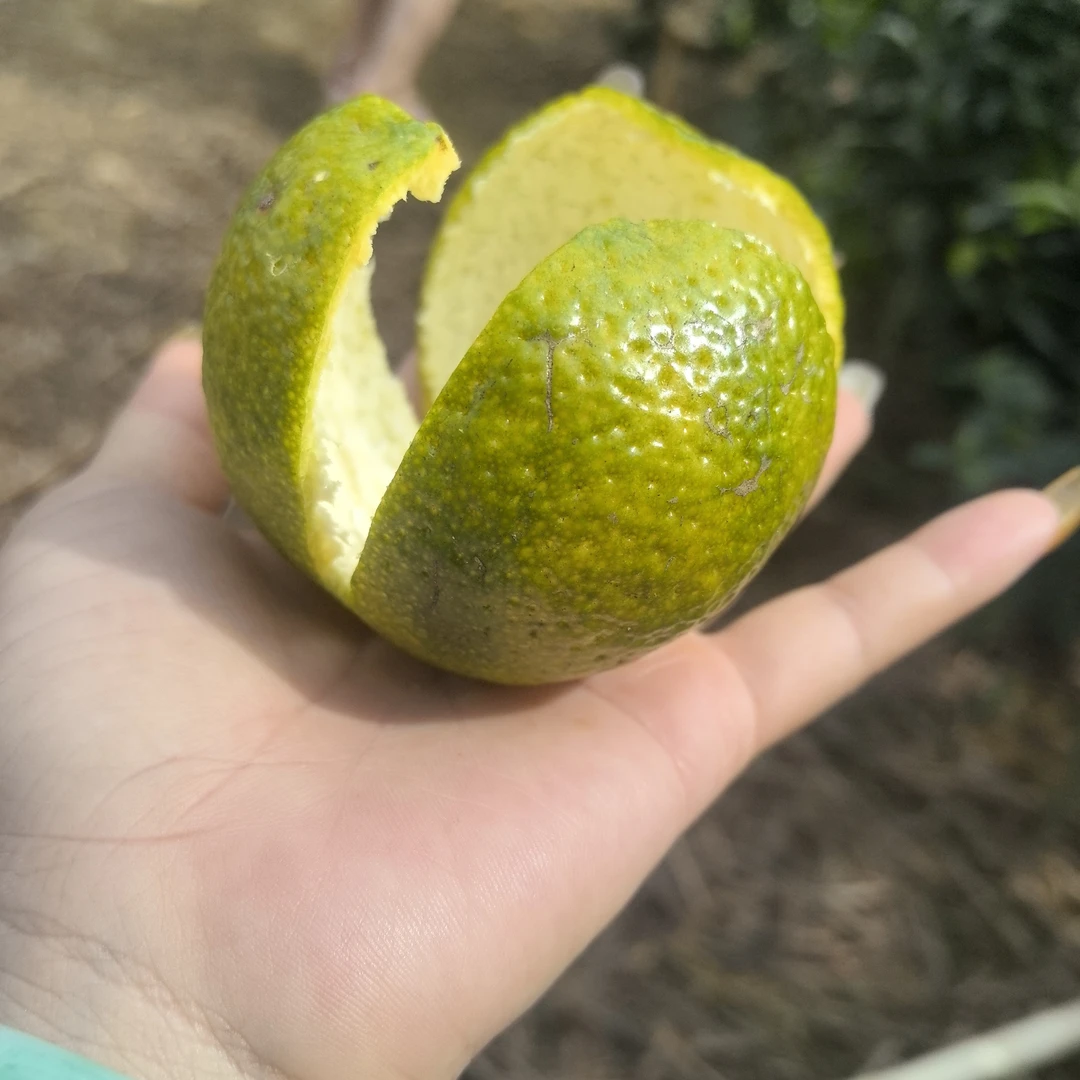 正宗新会柑橘子东甲二红柑10斤（只接广东省内）