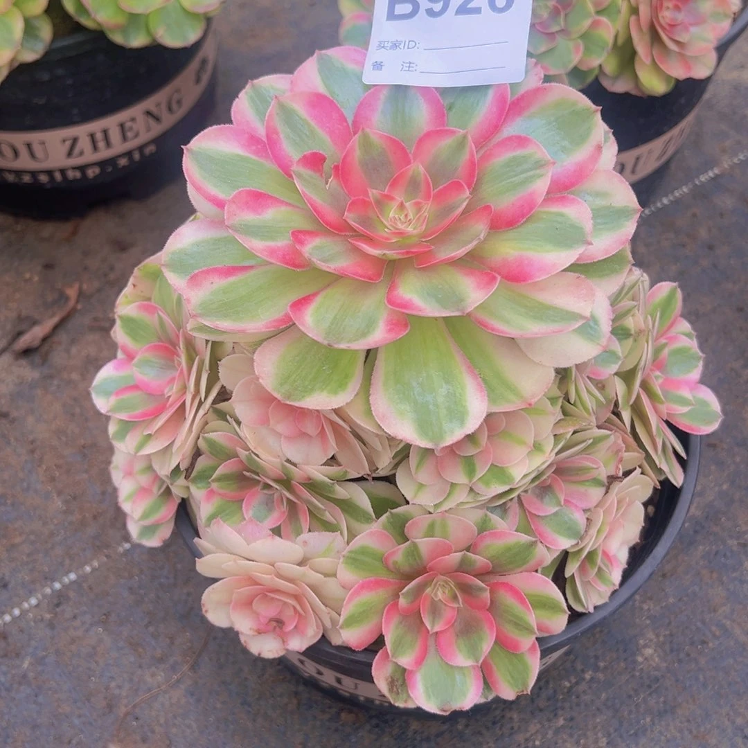 926，倾城多肉植物法师