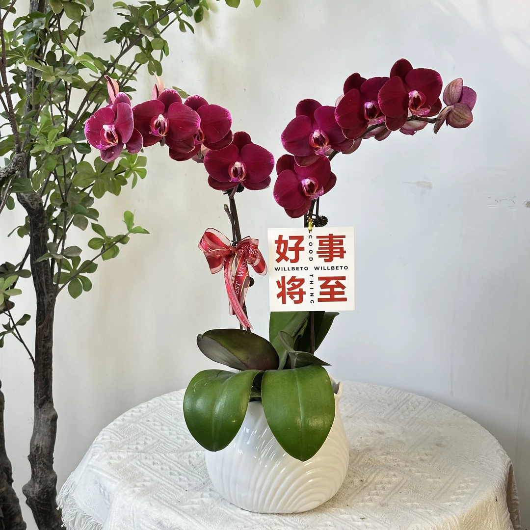 【红宝石】蝴蝶兰鲜花精致组盆 开花株 室内绿植 养兰基地直发