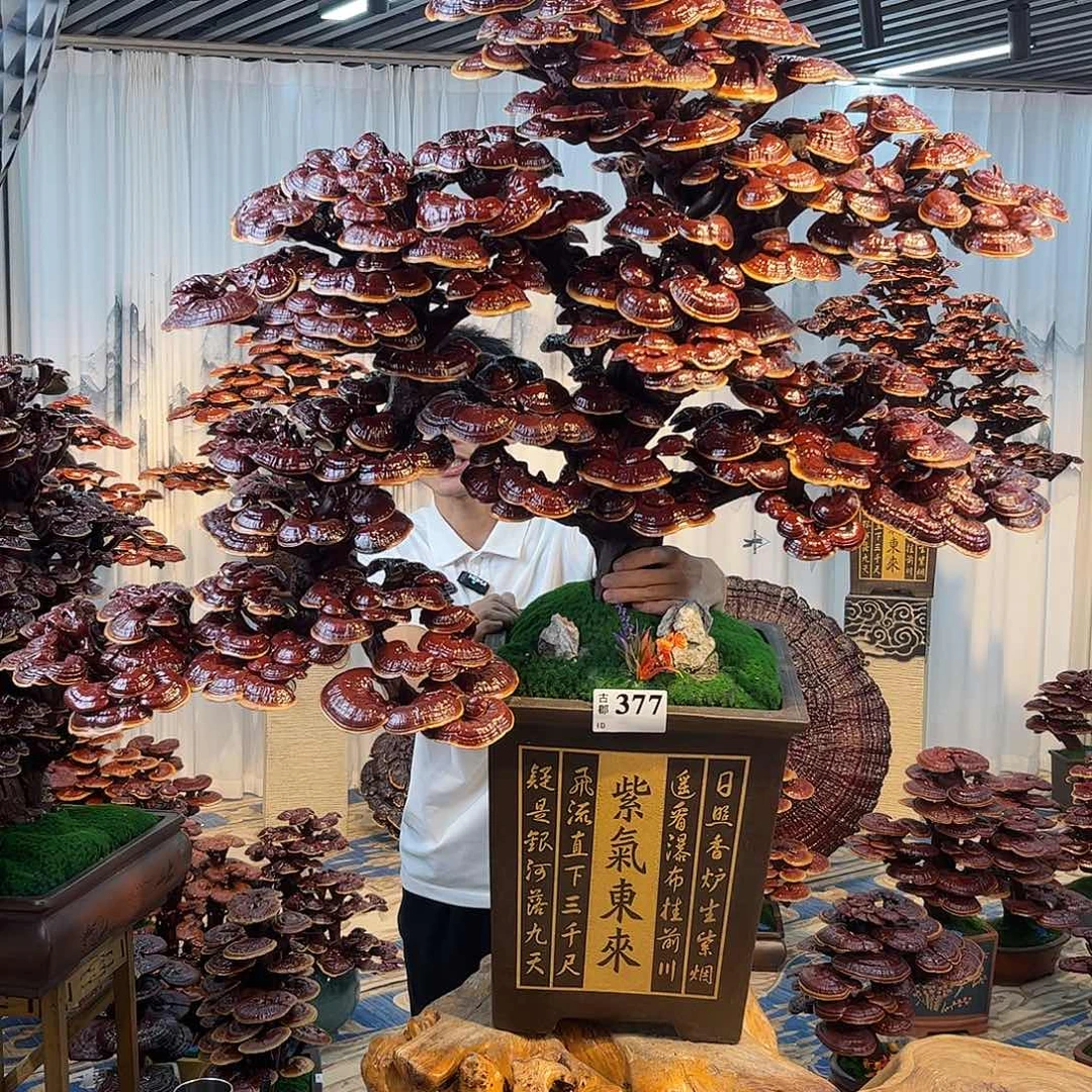 全部花朵888888888888888