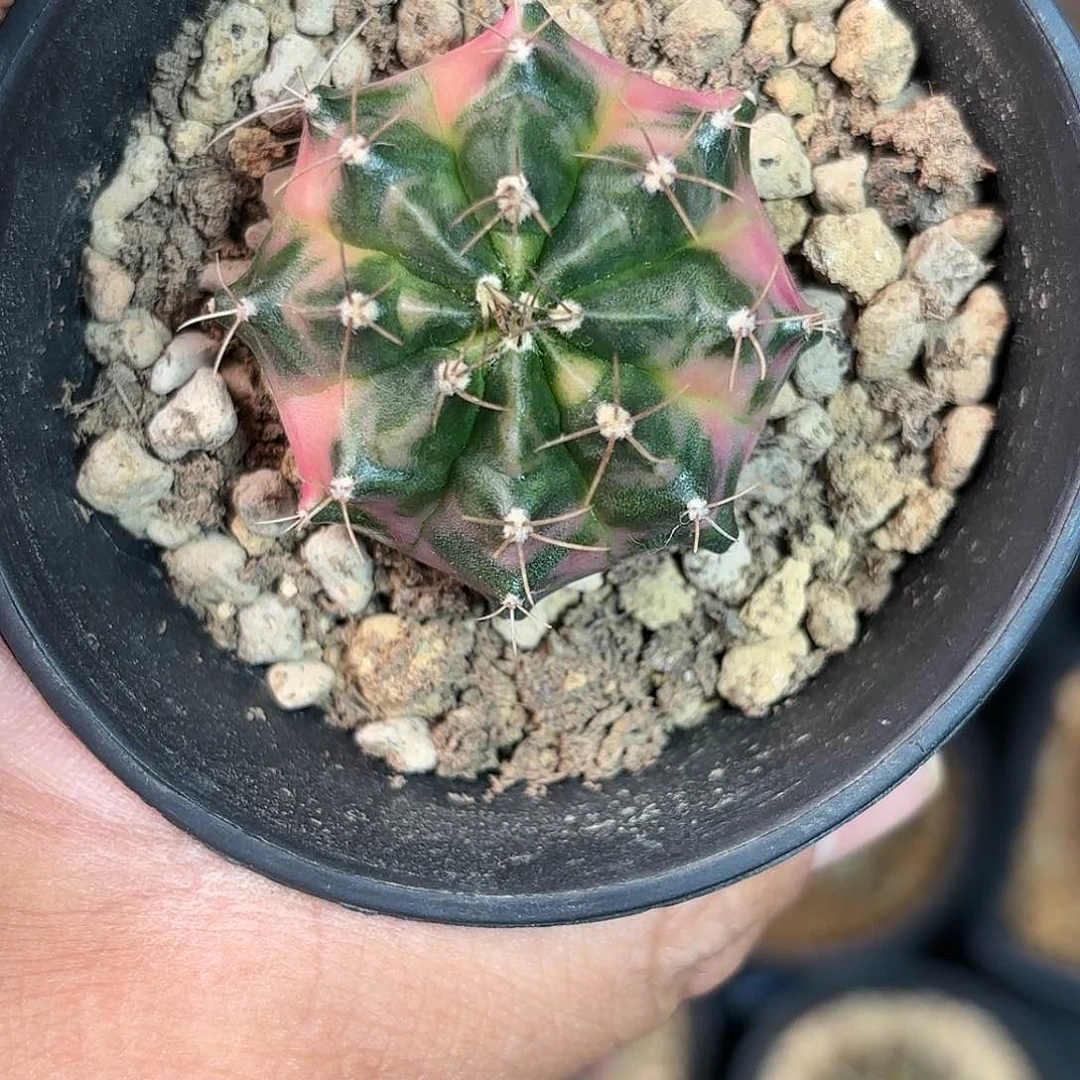 泰系米哈仙人球316