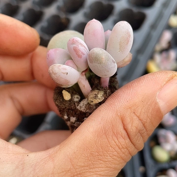 彩虹奶发2颗带杆子满18