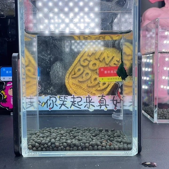 斗鱼11号926早绿半