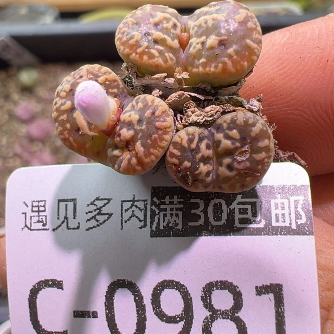 多肉植物11111111111