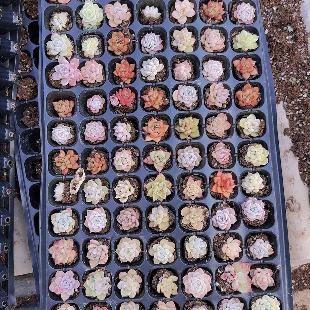 直播一物一拍多肉99