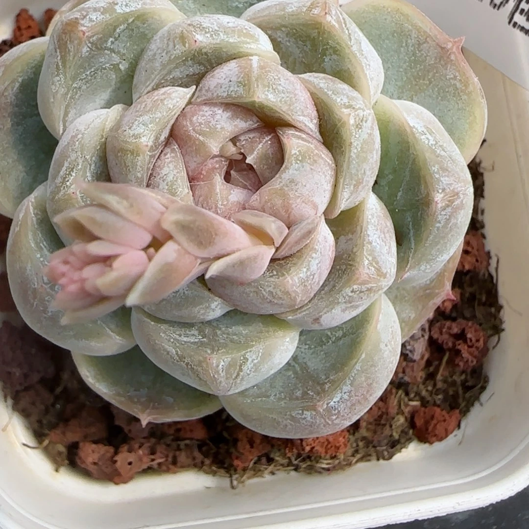 花语逸镜0206-404