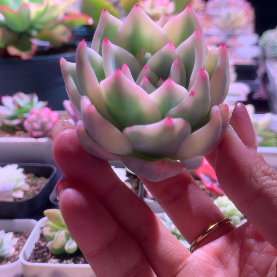 伊丽莎白头盖覆轮锦