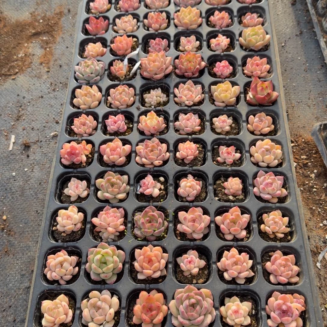 29-19侧门右三粉色小珍妮一穴盘（72颗）量拍