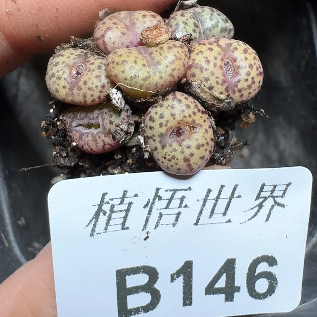146号多肉植物哇cv