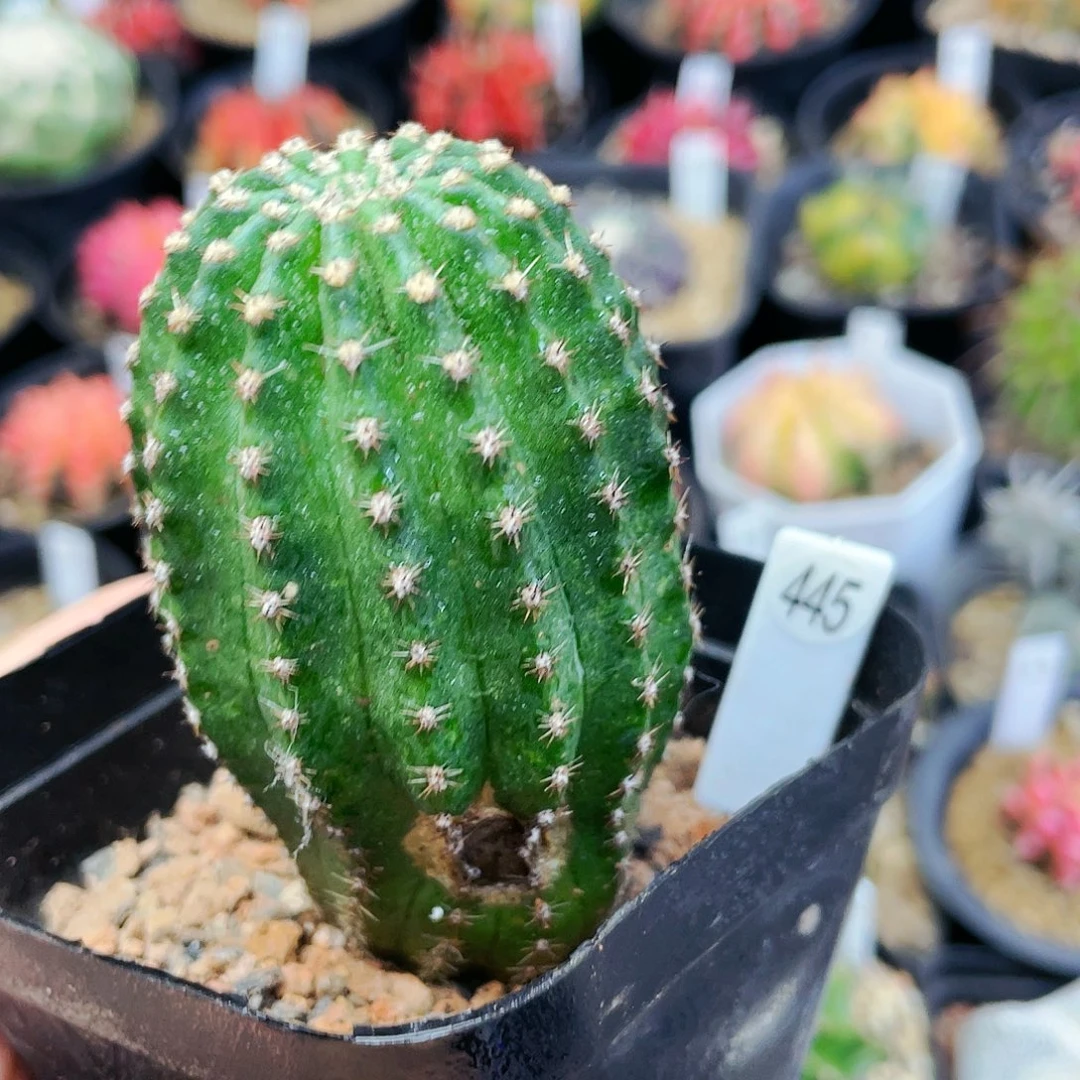 瑕疵非偏远地区满25裸根发货仙人球