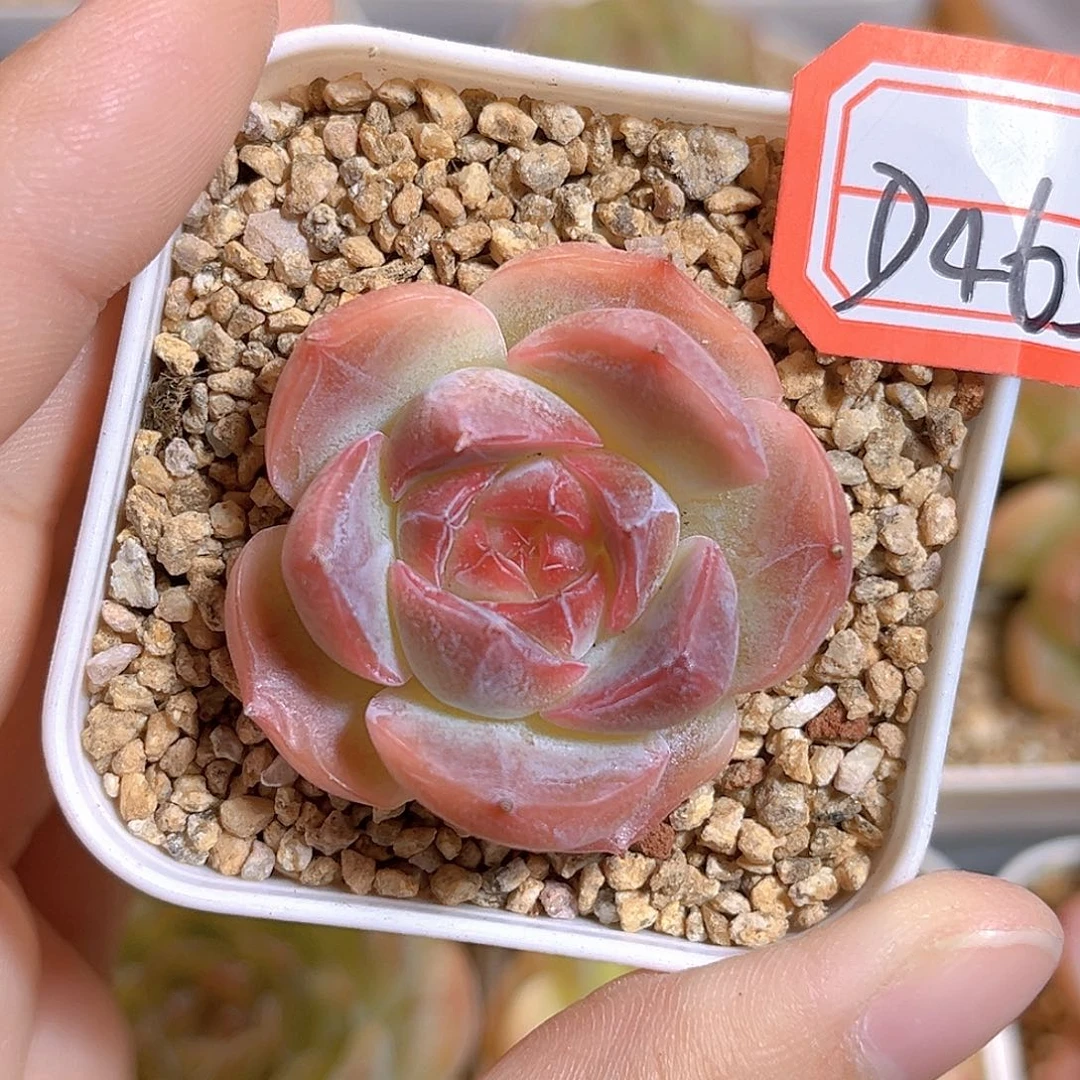 D465 一物一拍  芙娜