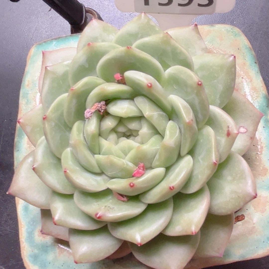 华**瑟多多肉植物1593不带盆