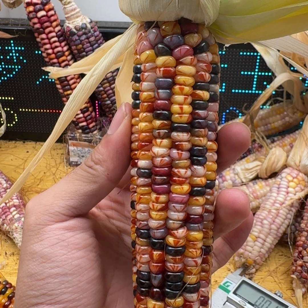 ****我柏香籽/百香籽吊坠