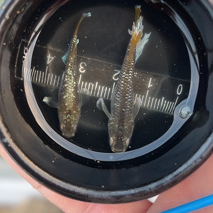 海水鱼奶酪一组11