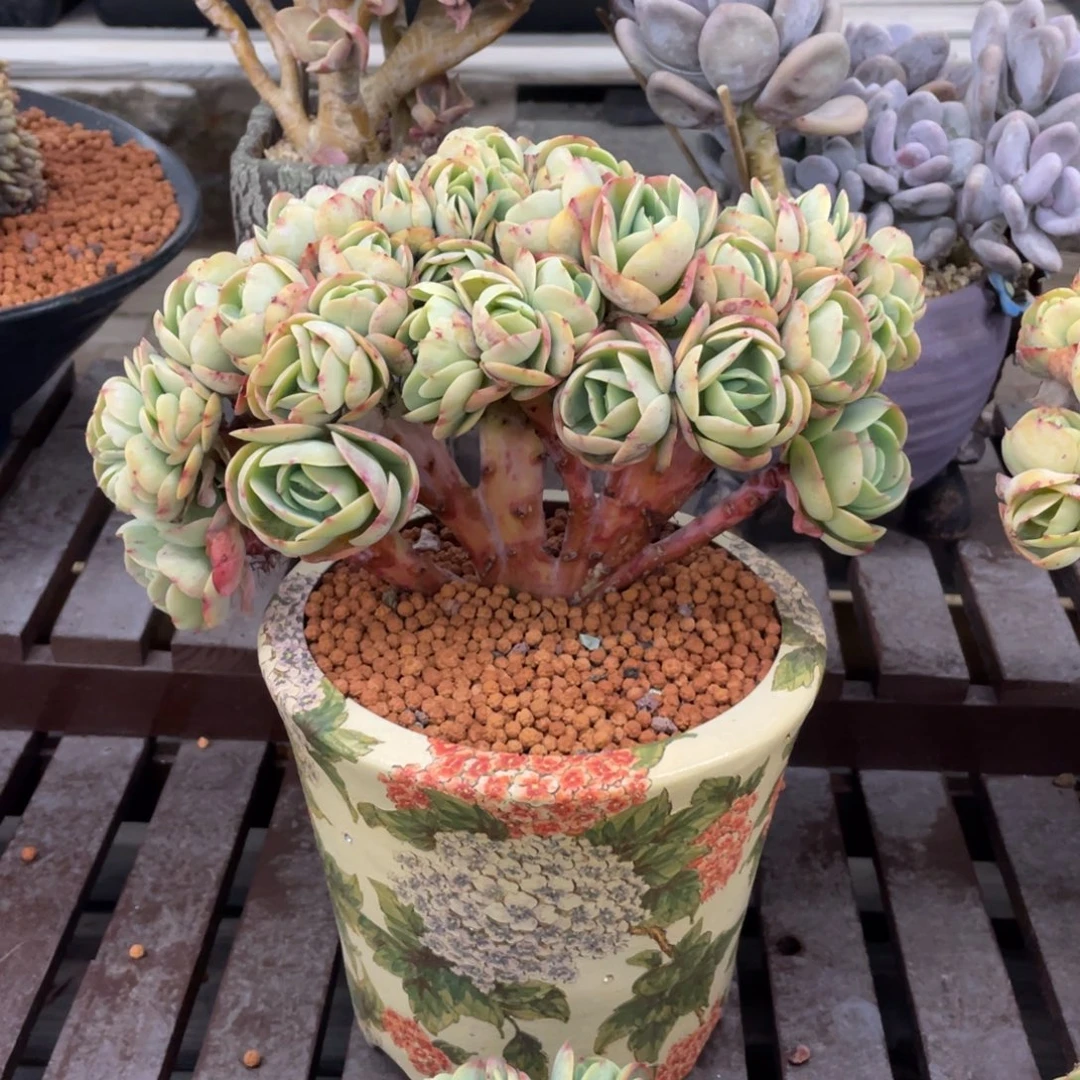 碧桃缀化小树缀实生