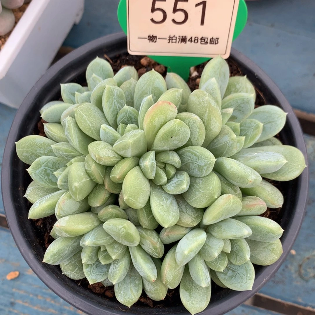 百达翡翠无砍平头551